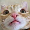 nacho_dwarf_cat