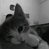 miumiudangiuu0
