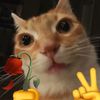 who_imrann