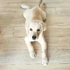 cajuthelab