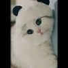 user406887181