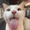 yoppiyoppa
