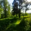 holodni