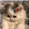 batoul.batoul55