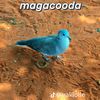 barkhadjamac4