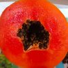 agropapayescameroun
