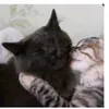 amo.gatinhos5.7