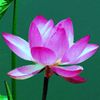 linlin25574