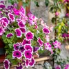 elinenadine8