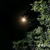 moonlight53982382