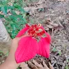 cutiepatotie268