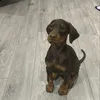 dobiemace