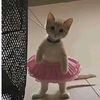 miahappycat