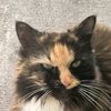 hazelpussy