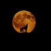 wolf505_0
