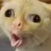 bonkthiscat
