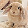 rue.the.bun