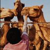 saleh.alkarbi2