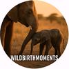 wildbirthmoments
