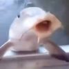 thefishlord424