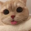 pawsandparody