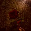 ari.ians_sw