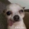 bilccayz