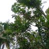 manusianovia