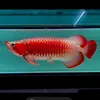cuongcarong68
