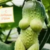 davychick2