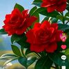 bablu.ali32