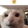 habsbxbmx