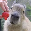 strawberry.capyba69