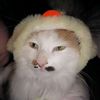cat_funny.205