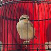 Pesantren Burung