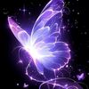 rayanahmed830