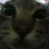 glxqyz