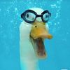 m.goose48