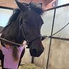 that_horse_ridder15