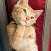 kowi_kitty