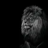 ii.dnaa9