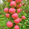 avash.limbu7