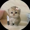 sugar._cake5