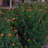 asmaa.mohamed4862