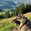 axanator