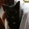 watermelinigatino