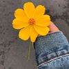gana.mahmoud527