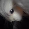 hop.with.alfie