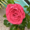 aitana8377