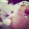 nabill3388